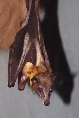 Bat