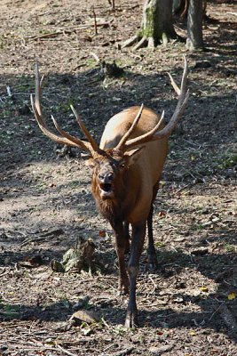 Elk