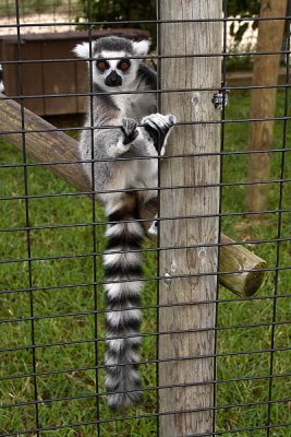 Ring Tailed Lemur