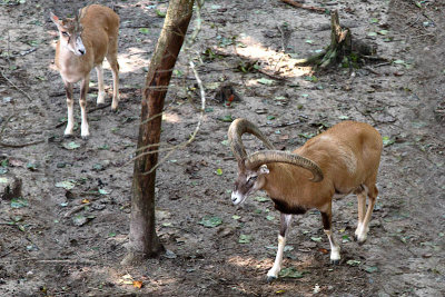 Mouflon Sheep