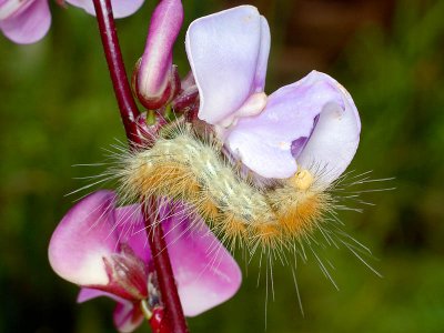 Orgyia? on Hyacinth Bean