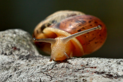 Snail