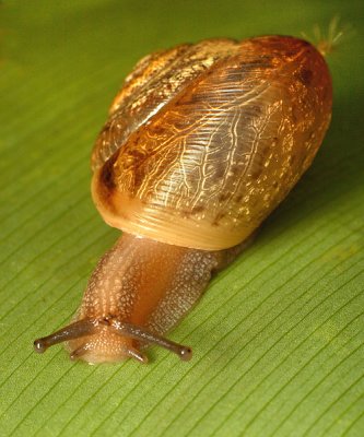 Snail
