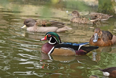 Wood Duck