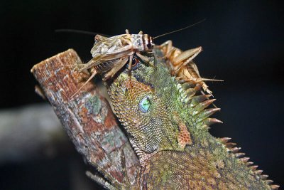Mountain Horned Dragon and lunch with attitude