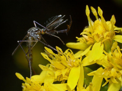 Male Mosquito - Psorophora ferox