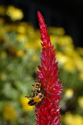 Soldier Beetles