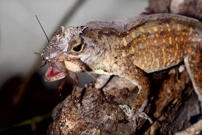 Brown Anole and cricket