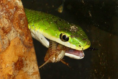 Rough Green Snake and cricket
