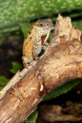 Brown Anole and cricket