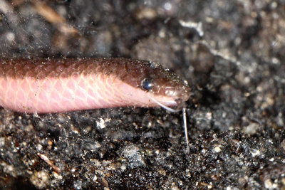 Wormsnake Carphophis amoenus