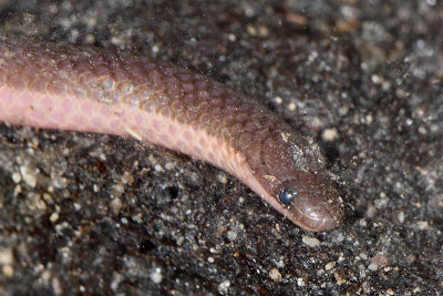 Wormsnake Carphophis amoenus