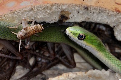 Greensnake and Cricket