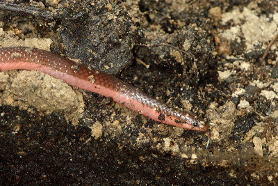 Wormsnake Carphophis amoenus