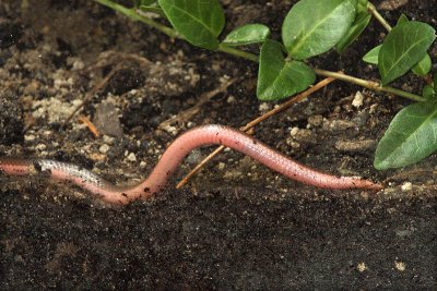 Wormsnake Carphophis amoenus