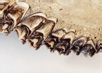 Teeth
