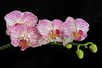 Orchid