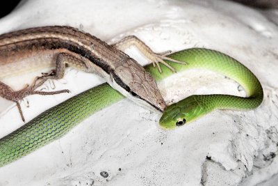 Long Tailed Lizard / Rough Greensnake