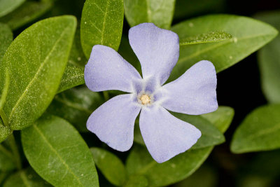 Vinca minor