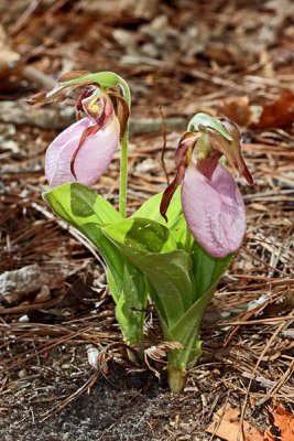 Pink Ladyslipper 2008