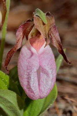 Pink Ladyslipper 2008