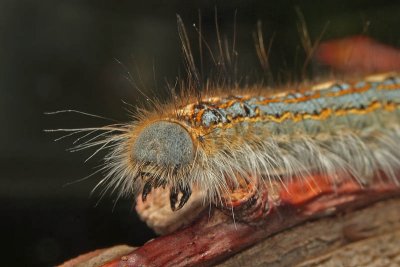 Forest tent caterpillar (Malacosoma disstria)