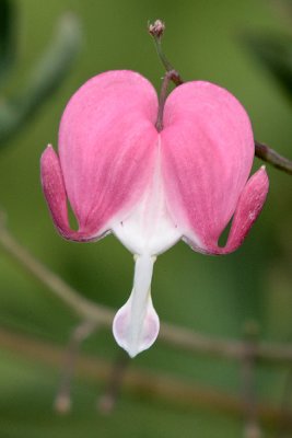 Bleeding Heart