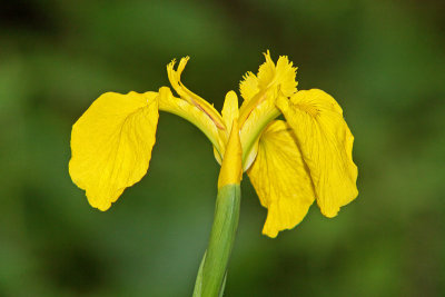 Iris pseudacorus