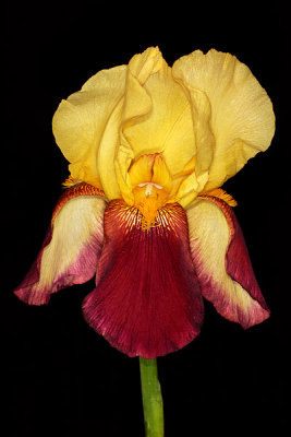 Iris