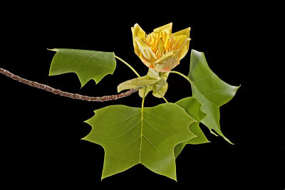 Tulip Poplar