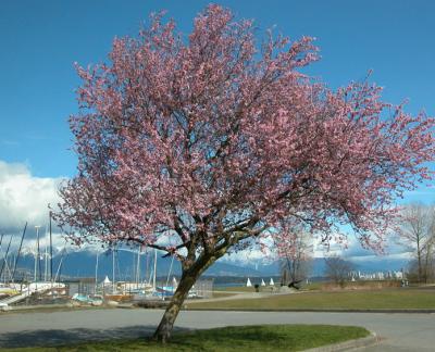 Vancouver Cherry Blossoms