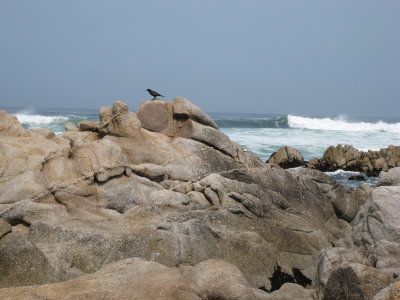 Pacific Grove Bird and Surf