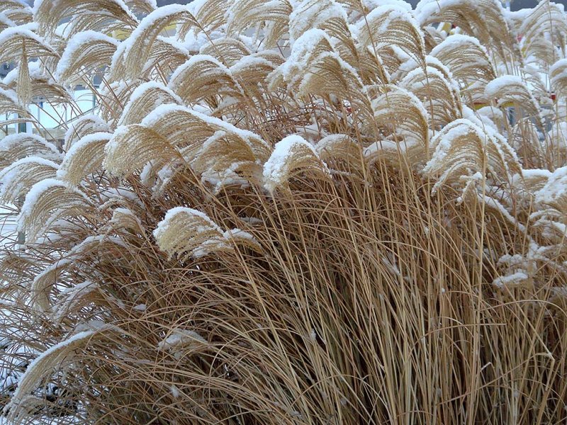 Snow Grass