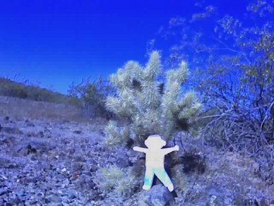 This is a Cholla cactus, I think I like leaves better than thorns and needles