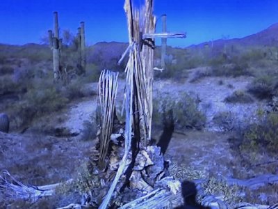 This is the leftover wood of a saguaro cactus. The Native Americans used this wood to build things