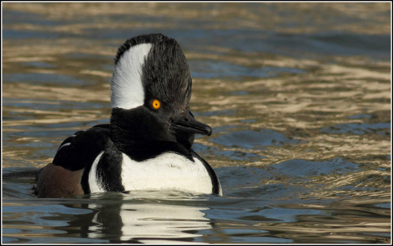 Male Hooded Merganser