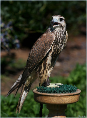 Male