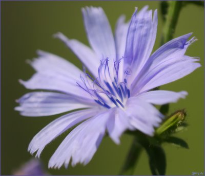 Chickory