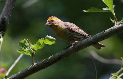 Pine Grosbeak