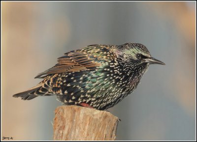 Starlings RedWings Grackles Cowbird