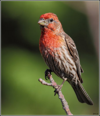 Finches & Sparrows