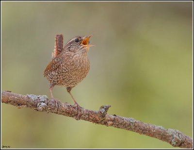 Winter Wren