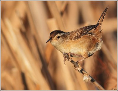 Marsh Wren