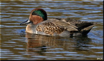 Male Green Winged Teal