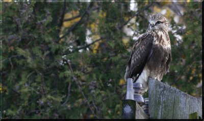Rough-Legged Hawk