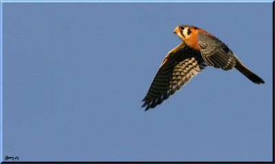 Male Kestral