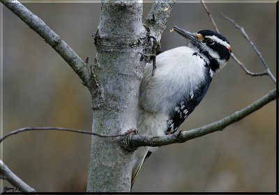 Male Hairy