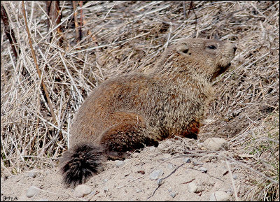 Ground Hog