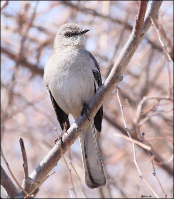 Northern Mocking Bird & Thrashers