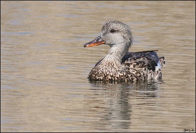 Gadwall Female